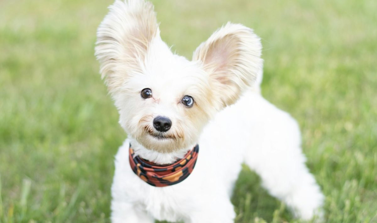 Dog wearing a bandana