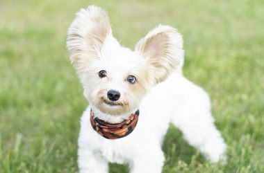 Dog wearing a bandana