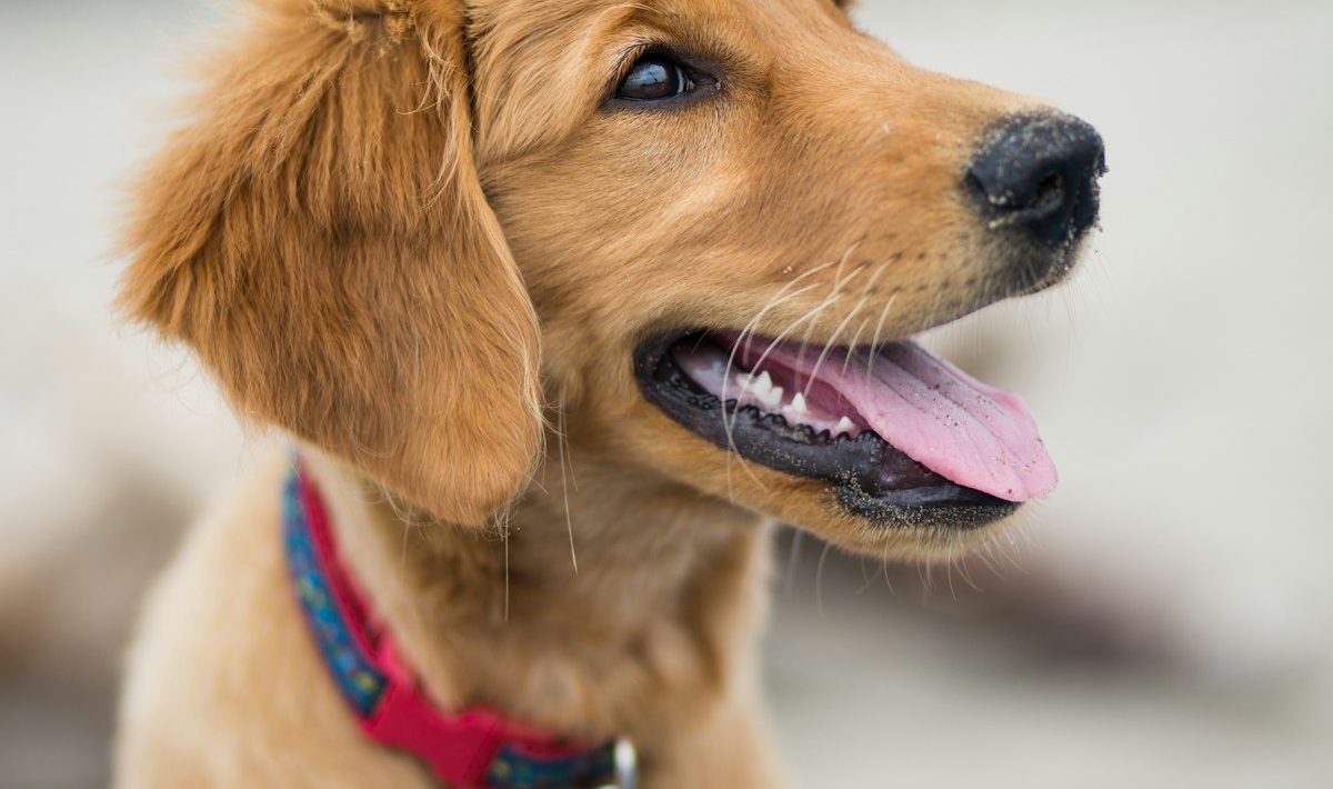 Dog wearing a collar