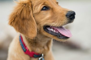 Dog wearing a collar