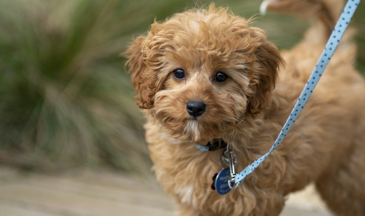 Dog on a leash during a walk