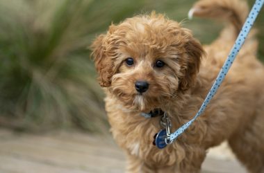 Dog on a leash during a walk